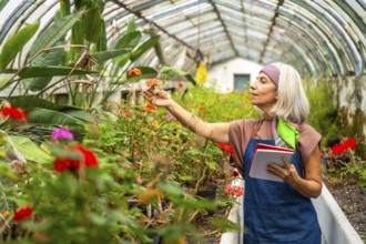 Senior woman wearing an apron and bandana holding a notebook, gently touching a flowering plant