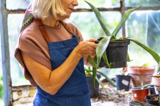 Senior woman tending to her plants in a rustic greenhouse, holding a potted succulent, engaging in