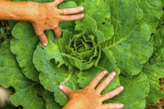 Gardener's hands inspecting a vibrant green cabbage head, illustrating organic farming, fresh