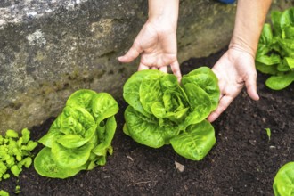 Gardener hands gently cradling vibrant green lettuce growing in dark rich soil, highlighting