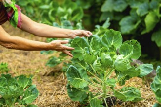 Woman hands caring for developing brussels sprouts plants in a sustainable garden setting,