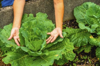 Gardeners hands inspecting a large healthy organic cabbage in a fertile garden bed, highlighting