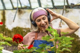 Senior woman with gray hair wearing headphones, smiling and dancing while tending vibrant red