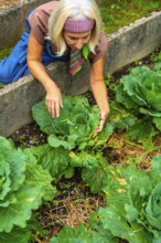 Senior woman with a bandana and an apron kneeling in an outdoor raised bed, reaching down to