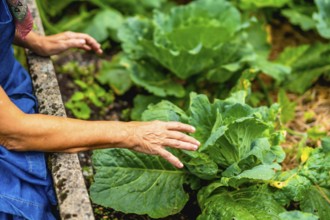 Woman's wrinkled hands are gently touching a thriving green cabbage plant in a home vegetable