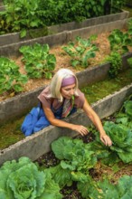 Senior woman in a raised bed garden is actively caring for fresh green vegetables, embracing a