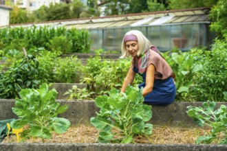 Senior woman tending to her home vegetable garden, planting organic brussels sprouts in a raised