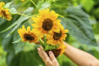 Hands gently tending vibrant yellow sunflowers in a lush green garden, capturing growth, warmth,