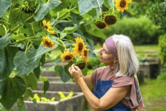 Senior woman tending sunflowers in a vibrant garden, smiling as she inspects blooms and enjoys
