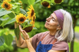 Senior woman finding joy and fulfillment in her gardening hobby, gently touching vibrant sunflowers