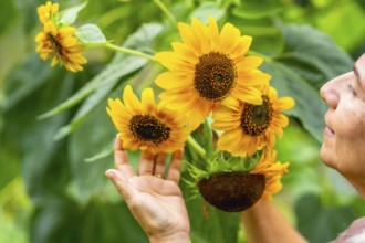 Woman's hand gently touching vibrant sunflower petals in a lush green garden, capturing summer