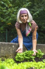 Senior woman harvesting fresh organic lettuce from a raised bed, smiling as she tends her urban