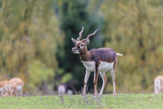 A male blackbuck (Antilope cervicapra) stands on a green meadow on a cloudy day. Some females can
