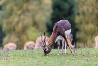 A male blackbuck (Antilope cervicapra) grazes on a green meadow on a cloudy day. Some females can