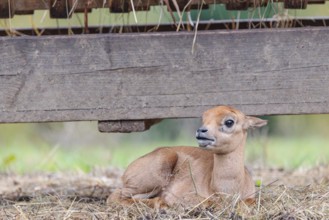A blackbuck calf (Antilope cervicapra) lies on a feeding place on a cloudy day. India, Pakistan,