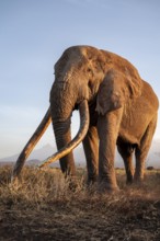 African elephant (Loxodonta africana), the famous Super Tusker elephant Craig, old male with long