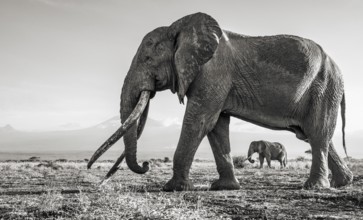 Black and white, African elephant (Loxodonta africana), the famous Super Tusker elephant Craig, old