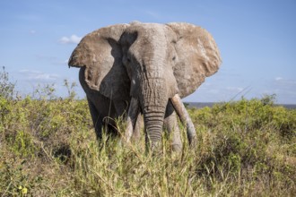 African elephant (Loxodonta africana), the famous Super Tusker elephant Craig, old male with long