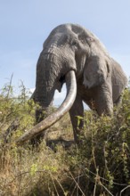 African elephant (Loxodonta africana) eats leaves, the famous Super Tusker elephant Craig, old male