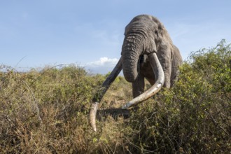 African elephant (Loxodonta africana) eats leaves, the famous Super Tusker elephant Craig, old male