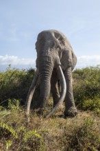 African elephant (Loxodonta africana), the famous Super Tusker elephant Craig, old male with long