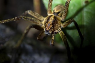 Night view of scary wolf spider (Lycosidae) in the jungle, Amani Nature Forest Reserve, Eastern