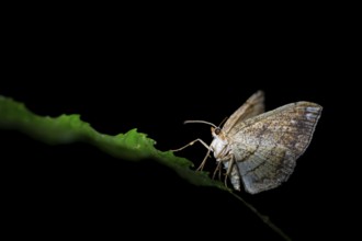 Moths at night in the jungle, Amani Nature Forest Reserve, Eastern Usambara Mountains, Tanga,