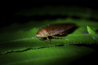 Cockroach (leaf todea) in the jungle, Amani Nature Forest Reserve, Eastern Usambara Mountains,