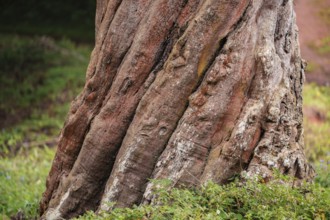 Tree grows spirally, Amani Nature Forest Reserve, Eastern Usambara Mountains, Tanga, Tanzania