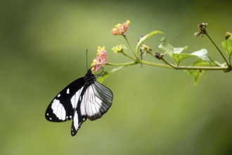 Friar butterfly (Amauris niavius), Amani Nature Forest Reserve, Eastern Usambara Mountains, Tanga,