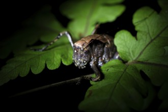 Night view, cricket in the jungle, Amani Nature Forest Reserve, Eastern Usambara Mountains, Tanga,