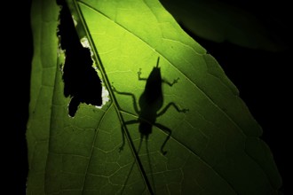 Grasshopper, shadow on a leaf at night in the jungle, Amani Nature Forest Reserve, Eastern Usambara
