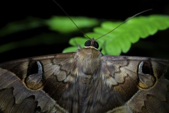 Moth (Noctuidae), (Cyligramma fluctuosa) at night in the jungle, Amani Nature Forest Reserve,