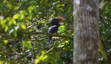 Silver-cheeked hornbill (Bycanistes brevis) in the jungle, Amani Nature Forest Reserve, Eastern