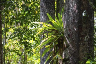 Epiphyte, fern, overgrown tree in the jungle, Amani Nature Forest Reserve, Eastern Usambara