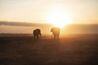 Backlight, African elephant (Loxodonta africana), the famous Super Tusker elephant Craig and