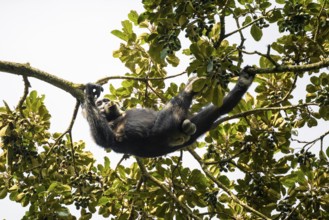 Chimpanzee (Pan Troglodytes), adult male feeding in the treetop in the jungle, Murchison Falls