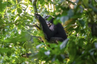 Chimpanzee (Pan Troglodytes), adult male in a jungle tree, Murchison Falls National Park, Uganda
