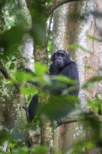 Chimpanzee (Pan Troglodytes), adult male in tree, jungle, Murchison Falls National Park, Uganda