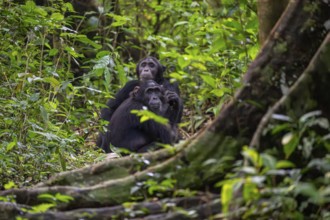 Chimpanzee (Pan Troglodytes), adult male on the ground in the jungle, Murchison Falls National