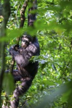 Chimpanzee (Pan Troglodytes), adult male shimmering in the jungle, Murchison Falls National Park,