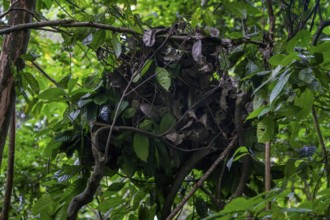 Sleep nest of a chimpanzee (Pan Troglodyte) in the jungle, Murchison Falls National Park, Uganda