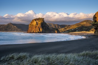 Landscape in New Zealand with sea and sandy beach. Piha Beach and Lion Rock. People on the beach,