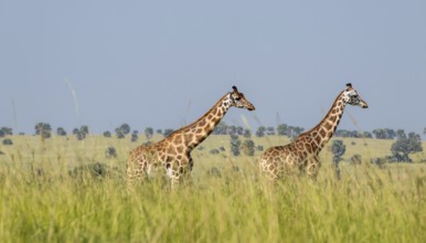Rothschild giraffes in Murchison Falls National Park, Uganda
