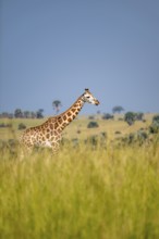 Rothschild giraffes in Murchison Falls National Park, Uganda