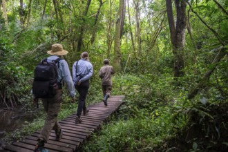 Tourists and rangers run in the jungle, Kibale National Park, Uganda