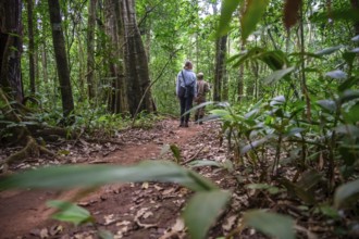 Tourists walk in the jungle, Kibale National Park, Uganda