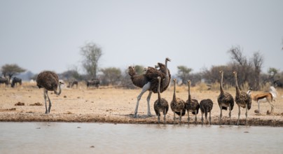African ostrich (Struthio camelus), funny animal family, mother and six juvenile young animals,