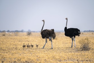 African ostrich (Struthio camelus), adult female and male with six young animals, chicks, animal