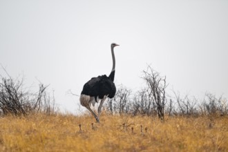 African ostrich (Struthio camelus), adult male with young animals, chicks, African savanna, Nxai